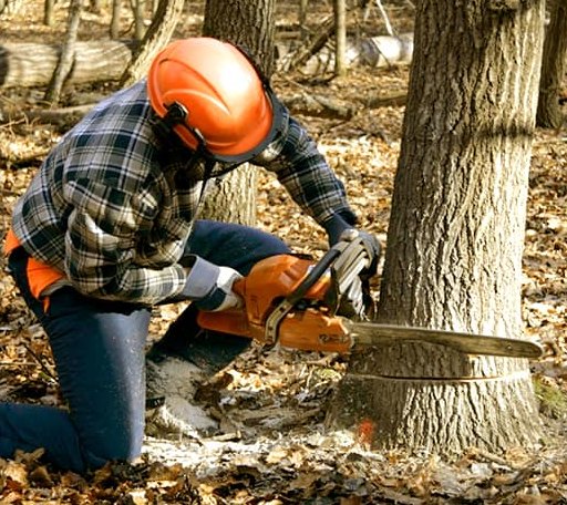 Tree Removal in Barrington, RI